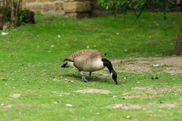 Duck — Stock Photo, Image