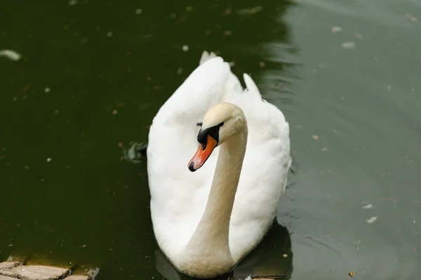 Labuť — Stock fotografie