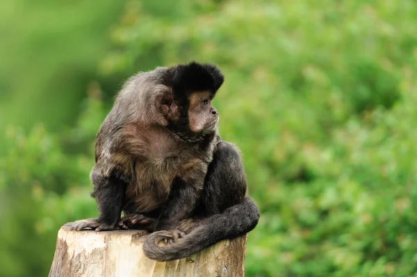 Macaco. — Fotografia de Stock