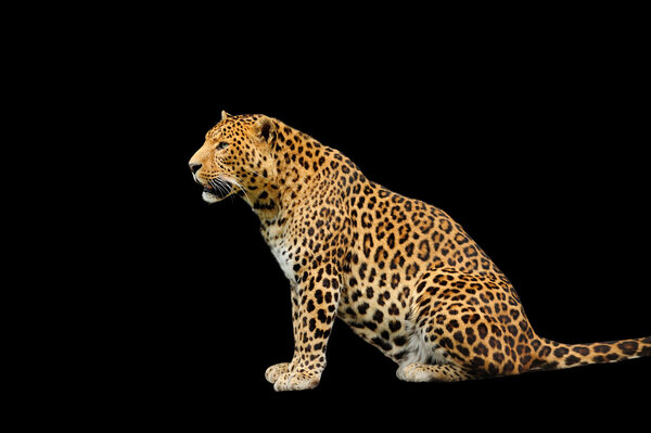 leopard