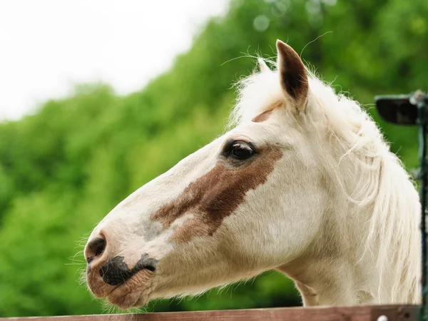 Horse Royalty Free Stock Images