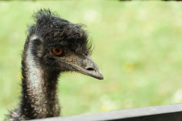 Ostrich Stock Photo