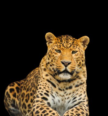 leopar