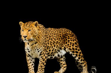 leopar
