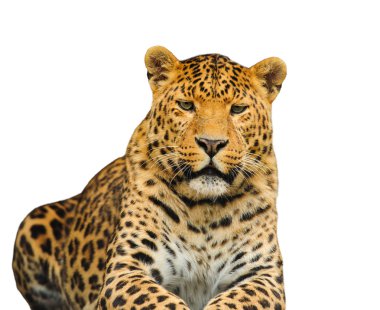 Beyaz arka plan üzerinde leopar
