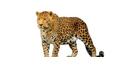 Beyaz arka plan üzerinde leopar