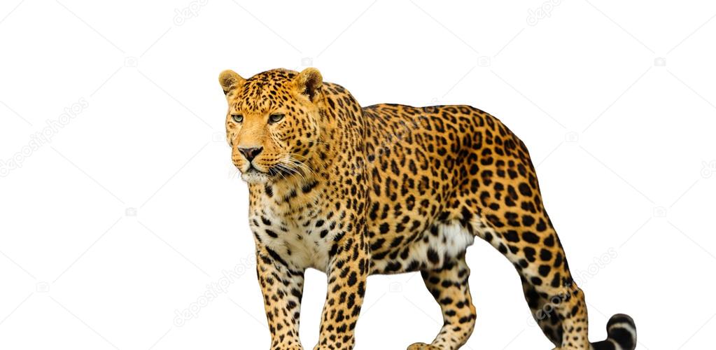 leopard on the white background