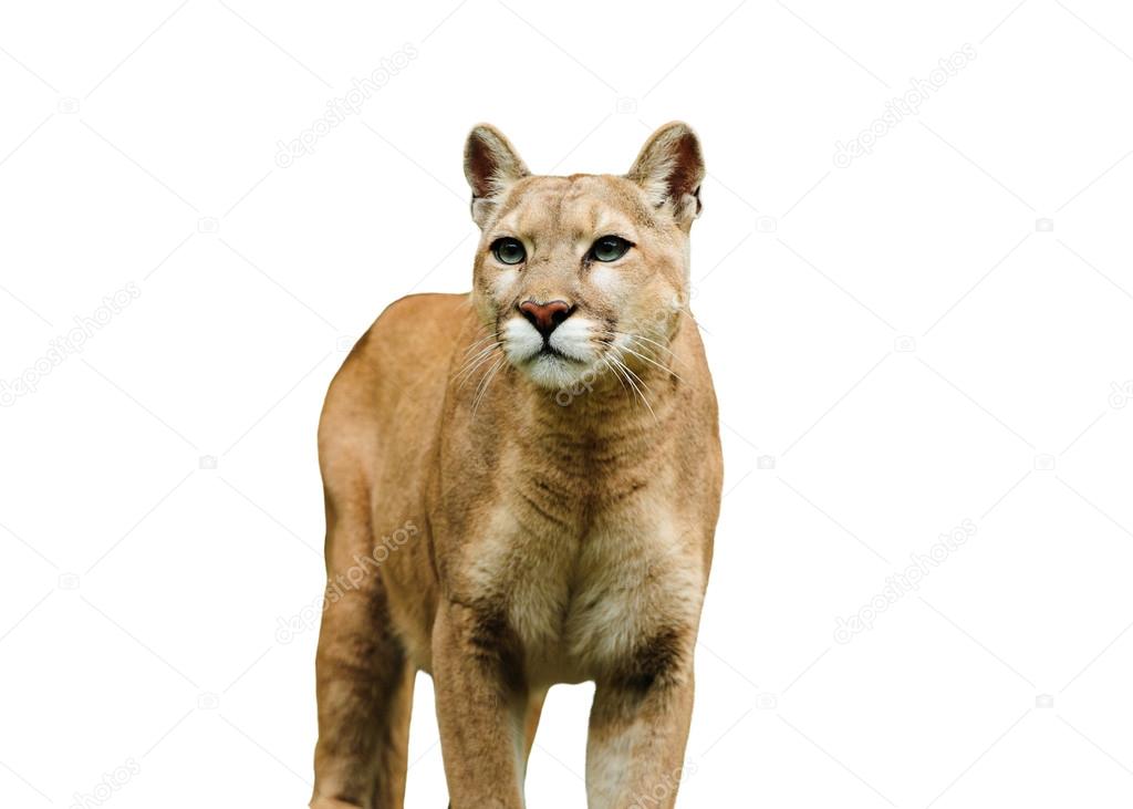 Puma på hvid baggrund Stock-foto ©