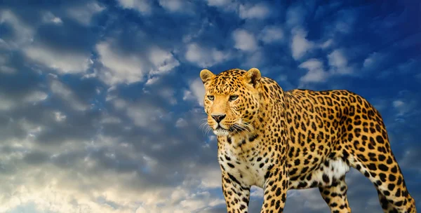 Leopardo en el fondo del cielo — Foto de Stock