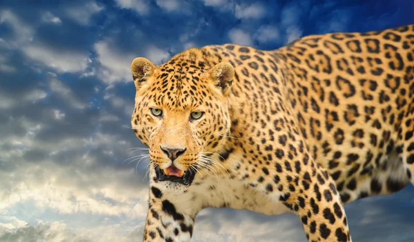 Leopard auf dem Himmel Hintergrund — Stockfoto