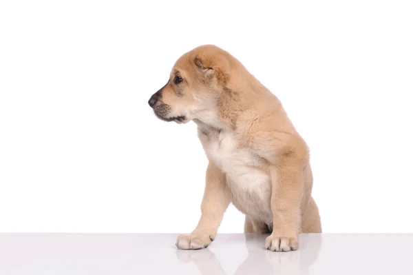 Pequeno cão isolado sobre fundo branco — Fotografia de Stock