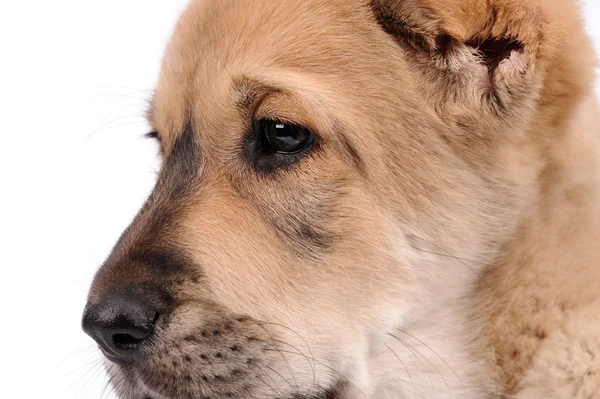 Petit chien isolé sur fond blanc — Photo