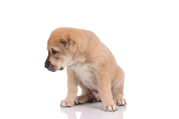 Hondje geïsoleerd op witte achtergrond — Stockfoto