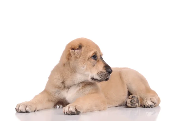 흰색 배경 위에 고립 된 작은 개 — 스톡 사진