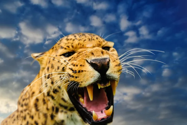 Leopard on the sky background — Stock Photo, Image