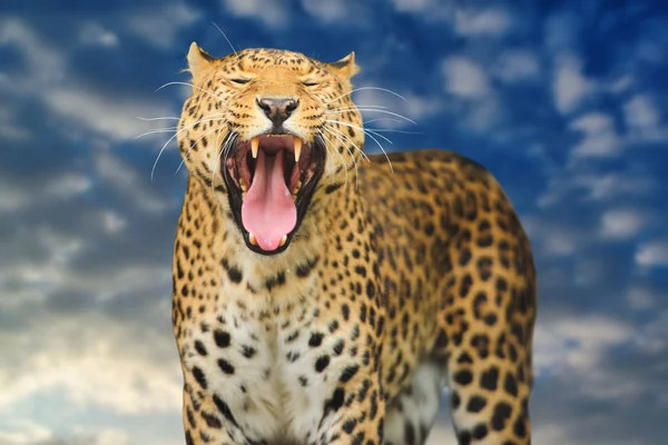 Leopard auf dem Himmel Hintergrund — Stockfoto