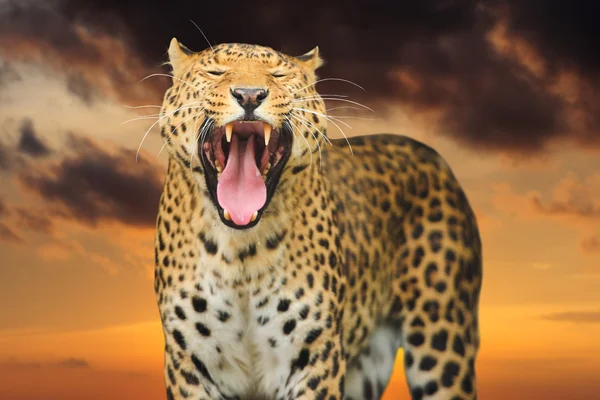 Leopard on the sky background — Stock Photo, Image