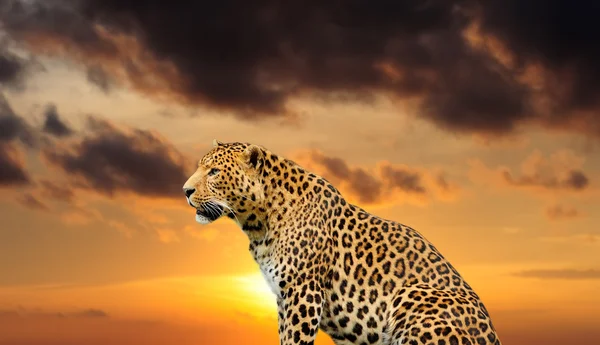 Leopard on the sky background — Stock Photo, Image