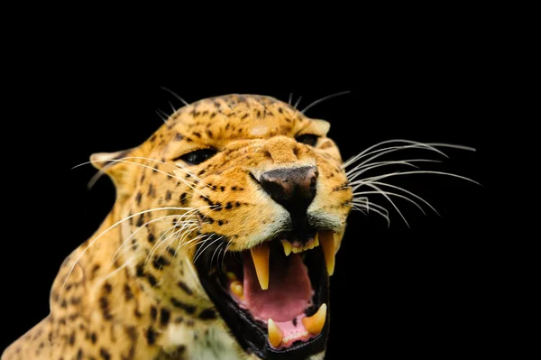 Леопард на фоне неба — стоковое фото