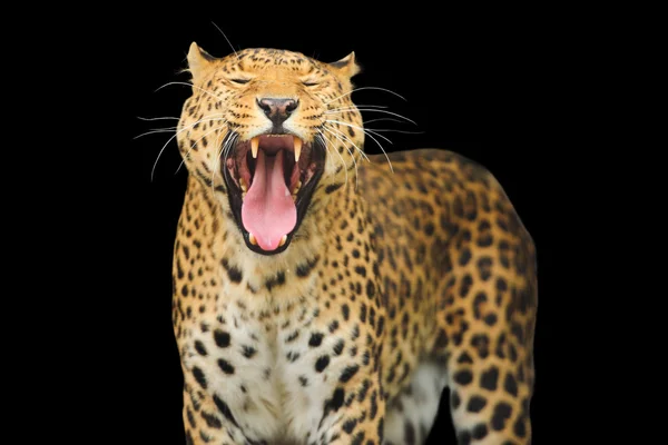 Leopardo no fundo do céu — Fotografia de Stock