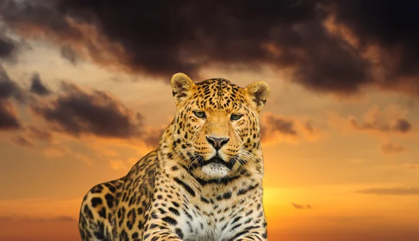 Leopard na pozadí oblohy — Stock fotografie