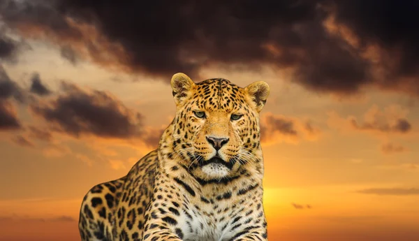 Leopard on the sky background — Stock Photo, Image