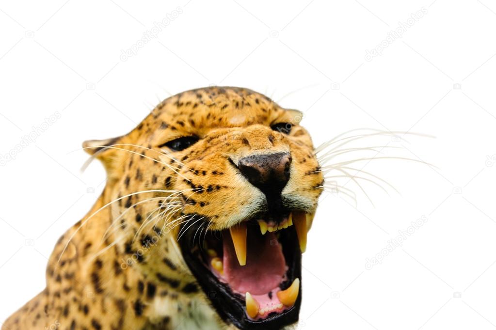 leopard on the sky background