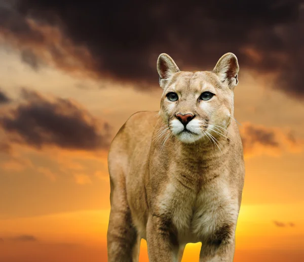 Leopardo en el fondo del cielo — Foto de Stock