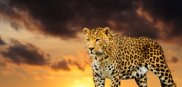 Leopard on the sky background — Stock Photo, Image