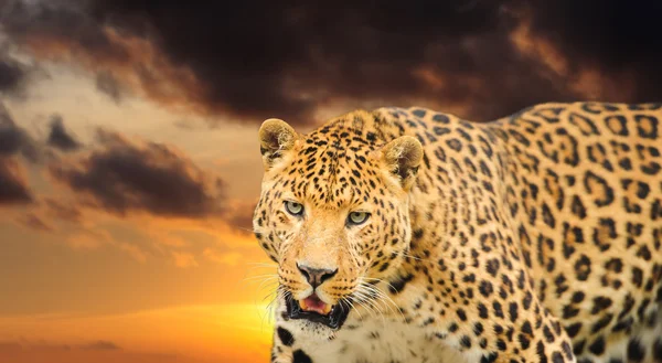 Leopard auf dem Himmel Hintergrund — Stockfoto