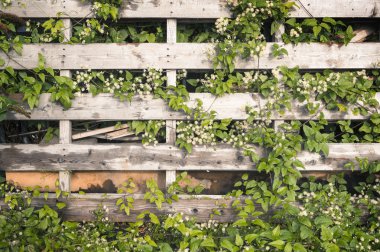 Eski büyümüş ahşap çerçeve