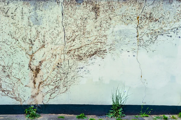 Branches on a faded concrete wall — Stock Photo, Image