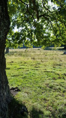 Kopya alanı ile bir çayırda ağacının ayrıntı