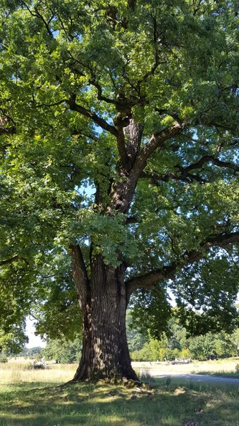 Yaz Aylarında Güneşli Bir Gün Yaşlı Meşe Ağacının — Stok fotoğraf