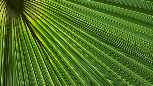 Palm tree leaf in close view against the sun