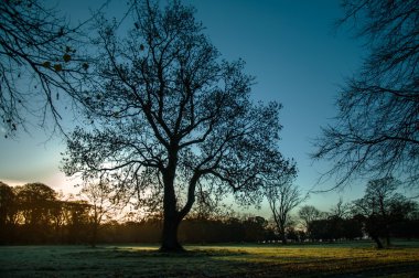 Sonbahar renkleri: Phoenix Park, Dublin, İrlanda.