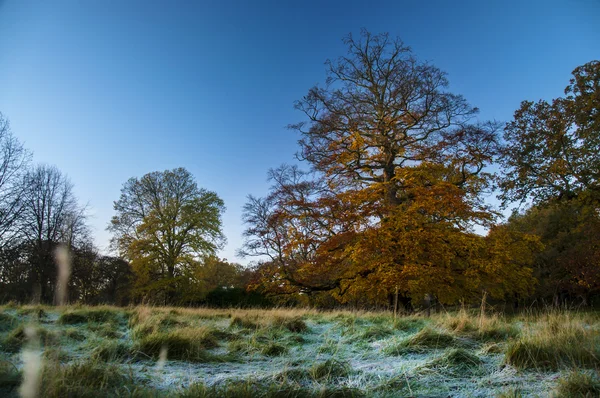 Autumn's colors: Phoenix Park, Dublin, Ireland. — Stock Photo, Image