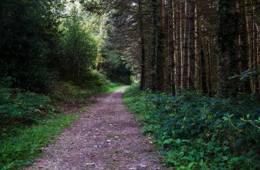 plenty zaman: İrlandalı peyzaj.