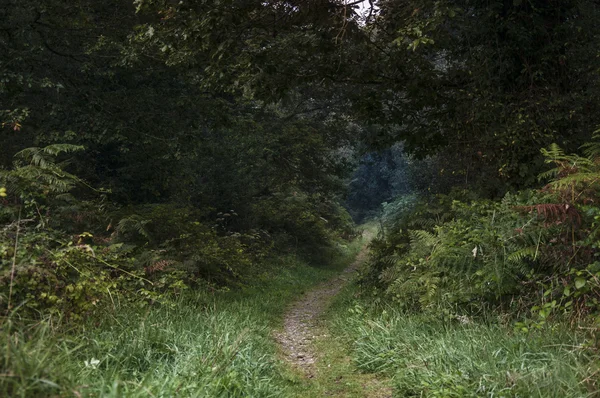 Цвета летнего или сказочного леса: Ballyfad forest, Ирландия — стоковое фото