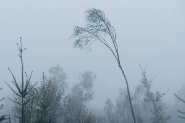 Sisli İrlanda ormanlarında yalnız huş ağacı, dramatik bir viraj ve Evergreen 'in üzerinde yükselen çıplak dallar
