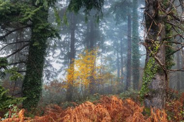 Sis, bakır parantez ve yosunlu gövdeler tarafından çerçevelenmiş canlı sarı yapraklı bir ağaç ile sonbahar İrlanda ormanları.