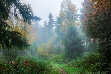 Sonbaharda nemli İrlanda ormanlarının yolu yemyeşil çalılıklar, altın yapraklar ve yumuşak sis tarafından çerçevelenir.