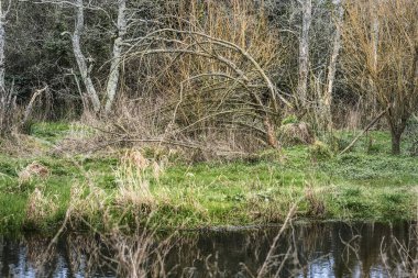 Altından söğüt dallarıyla İrlanda nehir kıyısı, yansıtıcı karanlık su, ve yükselen bahar otları, insan yok..