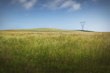 Uzun yaz çimenleri ve mavi gökyüzünün altında elektrik pilonu olan İrlanda kırsal kesiminde yaz güneşinde kırsal alan.