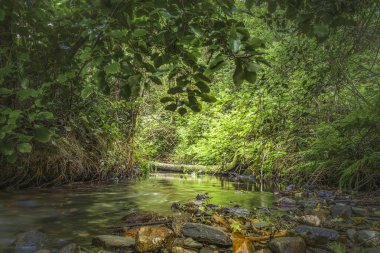 İrlanda 'nın yemyeşil ormanlarından akan gizli orman akıntısı, huzurlu doğa manzarası, insan yok..