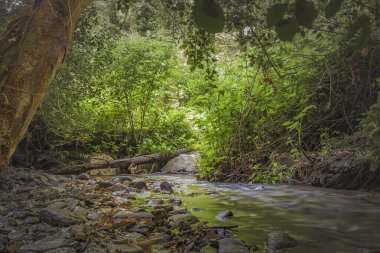 İrlanda 'da sık yeşil ormandan akan gizli orman akıntısı, huzurlu doğa manzarası, insan yok..