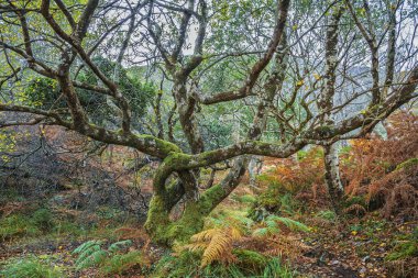 Owengarriff Nehri boyunca Kerry ormanlık alanı, yosunlu ağaçlar, düşen yapraklar ve yoğun çalılıkları gösteriyor..