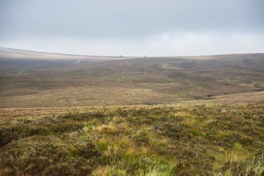 Geniş Wicklow yüksek bataklığı ile sonbahar fundalığı, uzak ağaç kümesi, ve gri bir gökyüzü altında kırılmaz ufuk.