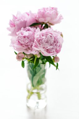 Beyaz arka plan üzerinde güzel pembe Şakayık çiçekleri