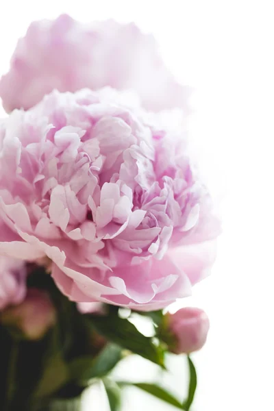 Krásná růžová Pivoňka květy na bílém pozadí — Stock fotografie